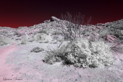 Anza-Borrego Desert, San Diego, California