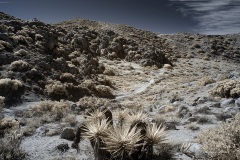 INFRARED_ANZA_BORREGO_695_DEC_01_2019-103_FINAL_06