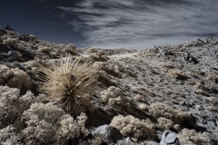 INFRARED_ANZA_BORREGO_695_DEC_01_2019-113_FINAL_06