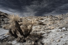 INFRARED_ANZA_BORREGO_695_DEC_01_2019-11_FINAL_06