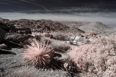 INFRARED_ANZA_BORREGO_695_DEC_01_2019-139_FINAL_10