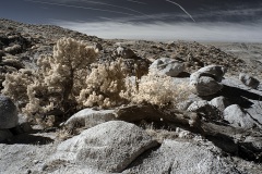 INFRARED_ANZA_BORREGO_695_DEC_01_2019-145_FINAL_06