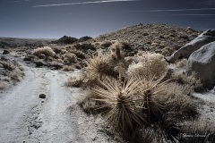 INFRARED_ANZA_BORREGO_695_DEC_01_2019-149_FINAL_06
