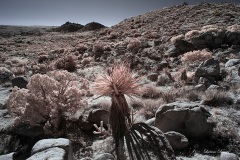 INFRARED_ANZA_BORREGO_695_DEC_01_2019-161_FINAL_10
