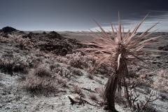 INFRARED_ANZA_BORREGO_695_DEC_01_2019-165_FINAL_10