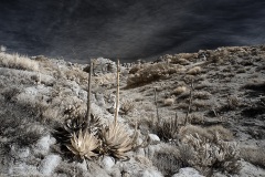 INFRARED_ANZA_BORREGO_695_DEC_01_2019-33_FINAL_06