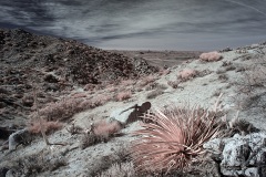 INFRARED_ANZA_BORREGO_695_DEC_01_2019-40_FINAL_10