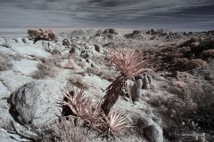 INFRARED_ANZA_BORREGO_695_DEC_01_2019-63_FINAL_10