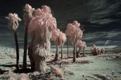INFRARED_ANZA_BORREGO_695_MAR_03_2019-14_FINAL_10