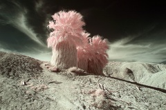 INFRARED_ANZA_BORREGO_695_MAR_03_2019-63_FINAL_10