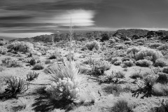 BORREGO_GARDEN