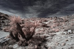INFRARED_ANZA_BORREGO_695_DEC_01_2019-11_FINAL_10