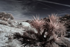 INFRARED_ANZA_BORREGO_695_DEC_01_2019-12_FINAL_10