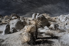 INFRARED_ANZA_BORREGO_695_DEC_01_2019-16_FINAL_06
