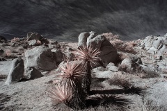 INFRARED_ANZA_BORREGO_695_DEC_01_2019-16_FINAL_10