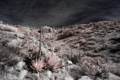 INFRARED_ANZA_BORREGO_695_DEC_01_2019-33_FINAL_10