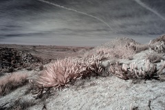 INFRARED_ANZA_BORREGO_695_DEC_01_2019-43_FINAL_10
