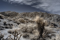INFRARED_ANZA_BORREGO_695_DEC_01_2019-81_FINAL_06