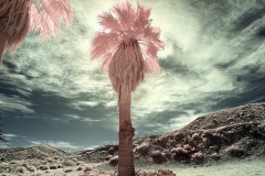 INFRARED_ANZA_BORREGO_695_MAR_03_2019-19_FINAL_10