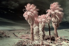 INFRARED_ANZA_BORREGO_695_MAR_03_2019-2_FINAL_10