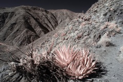 INFRARED_ANZA_BORREGO_695_NOV_24_2019-20_FINAL_10