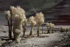 INFRARED_ANZA_BORREGO_720_MAR_03_2019-178_FINAL_01