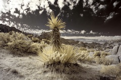 INFRARED_ANZA_BORREGO_NOV_02_2019_695-210_FINAL_08S