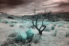 Anza Borrego Dreams 04