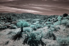 INFRARED_ANZA_BORREGO_OCT_27_2019_695-55_FINAL_03S