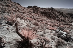 INFRARED_ANZA_BORREGO_695_DEC_01_2019-170_FINAL_10