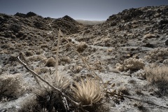 INFRARED_ANZA_BORREGO_695_DEC_01_2019-187_FINAL_06