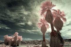INFRARED_ANZA_BORREGO_695_MAR_03_2019-28_FINAL_10