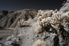 INFRARED_ANZA_BORREGO_695_NOV_24_2019-27_FINAL_06
