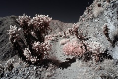 INFRARED_ANZA_BORREGO_695_NOV_24_2019-29_FINAL_10