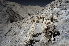 INFRARED_ANZA_BORREGO_695_NOV_24_2019-35_FINAL_06