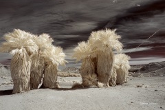 INFRARED_ANZA_BORREGO_720_MAR_03_2019-167_FINAL_01