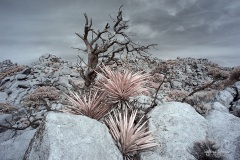 INFRARED_ANZA_BORREGO_DEC_21_2019_695-43_FINAL_10