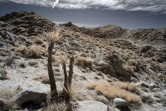 INFRARED_ANZA_BORREGO_695_DEC_01_2019-48_FINAL_06