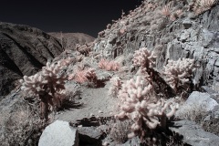 INFRARED_ANZA_BORREGO_695_NOV_24_2019-21_FINAL_10