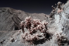 INFRARED_ANZA_BORREGO_695_NOV_24_2019-39_FINAL_10