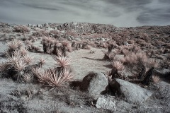 INFRARED_ANZA_BORREGO_DEC_21_2019_695-72_FINAL_10