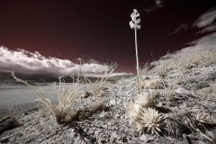 INFRARED_ANZA_BORREGO_FEB09_2019_720-117_FINAL_01