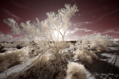 INFRARED_ANZA_BORREGO_FEB23_2019_720-196_FINAL_01