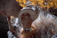 INFRARED_ANZA_BORREGO_JAN28_2018-54_FINAL_05