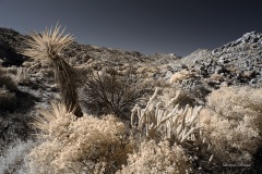 INFRARED_ANZA_BORREGO_NOV_10_2019_695-52_FINAL_06