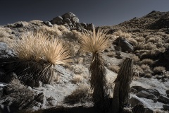 INFRARED_ANZA_BORREGO_NOV_10_2019_695-58_FINAL_06