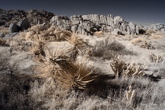 INFRARED_ANZA_BORREGO_NOV_10_2019_695-74_FINAL_06