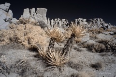 INFRARED_ANZA_BORREGO_NOV_10_2019_695-80_FINAL_06