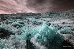 INFRARED_ANZA_BORREGO_OCT_27_2019_695-179_FINAL_03S