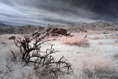INFRARED_ANZA_BORREGO_OCT_27_2019_695-1_FINAL_10